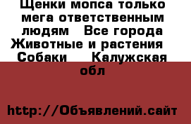 Щенки мопса только мега-ответственным людям - Все города Животные и растения » Собаки   . Калужская обл.